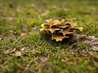 forest mushrooms and moss
