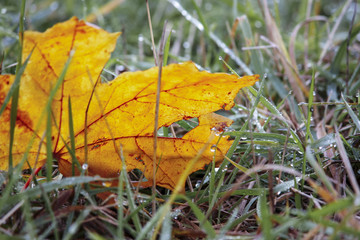 Fallen leaf in the grass after the rain, close up.