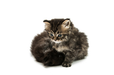 Fluffy kitten