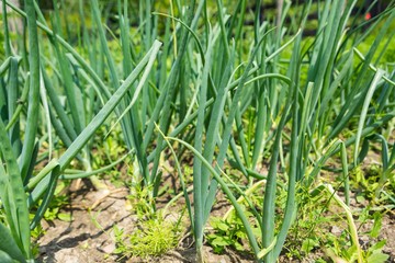 Onion growing in garden