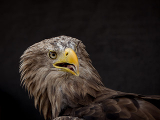 Fototapeta premium portrait of an eagle