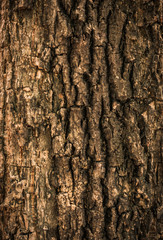 Wood bark,trunk texture background with copy space