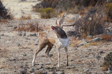 Fallow deer roars in October