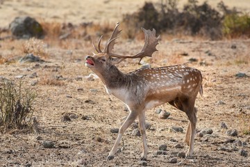 Fallow deer roars in October