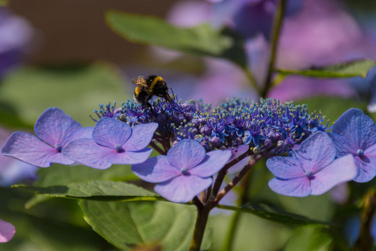 Bee on the blossoming hydrangea flowers.