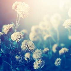 Floral background with autumn flowers.