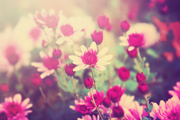 Obraz premium Pink flowers in the park. Nature beautiful background.