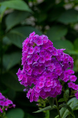 Blossoming phlox flowers.