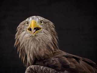 portrait of an eagle