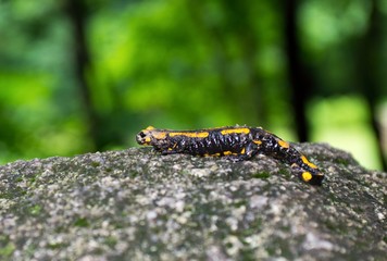 Feuersalamander (Salamandra salamandra terrestris) sitzt auf einem Stein, Findling, Felsblock, Wald, Harz, Ostharz, Sachsen-Anhalt, Deutschland, Europa