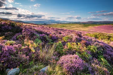 Foto auf Glas Heather und Bracken auf den Simonside Hills, die bei Spaziergängern und Wanderern beliebt sind, sind im Sommer mit Heide bedeckt und gehören zum Northumberland National Park mit Blick auf die Cheviot Hills © drhfoto