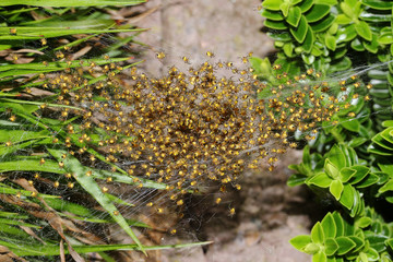 Junge Gartenkreuzspinnen im Spinnennetz, Araneus diadematus