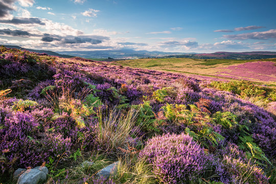 Heather and Bracken on Simonside Hills, which are popular with walkers and hikers, they are covered with heather in summer and are part of Northumberland National Park ,overlooking the Cheviot Hills
