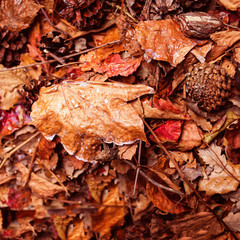 Autumn leaves background in autumn park. Outdoor autumn concept.
