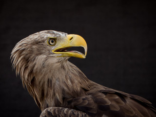 portrait of an eagle