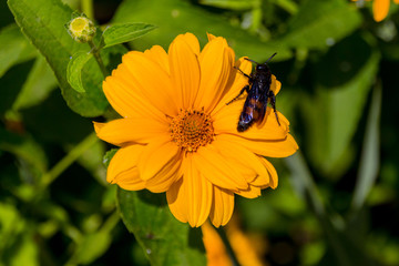 Bee on the blossoming doronikum flowers.