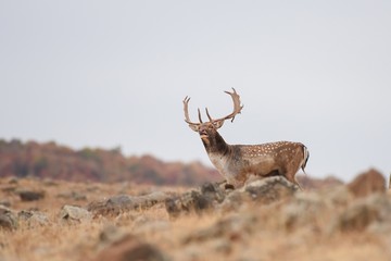 Fallow deer roars in the mountains during the breeding season