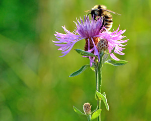Bee on flower macro
