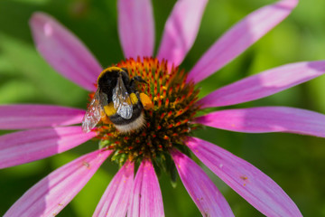 Bee on the blossoming echinacea flowers.