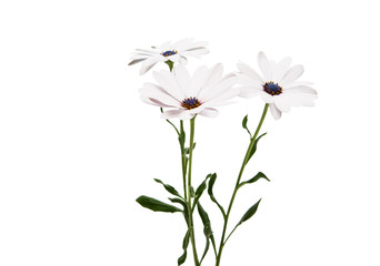 Osteosperumum Flower Daisy Isolated on White Background