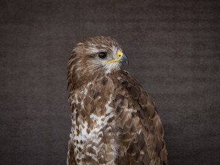 portrait of a buzzard