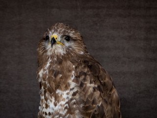 portrait of a buzzard