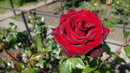 One red rose