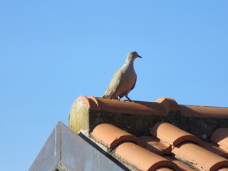 Tortora