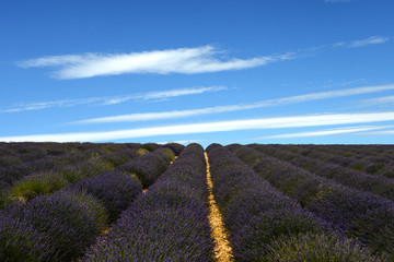 Fototapeta premium Provence Lavendelfeld