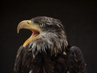 portrait of an eagle
