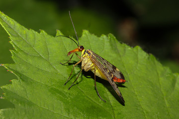 Skorpionsfliege auf Blatt, Panorpa communis 