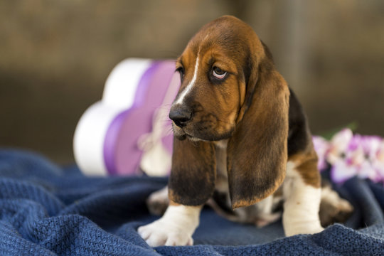 Beautiful and gentle Basset hound puppy with sad eyes and very long ears
