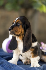 Close up the beautiful puppy of Basset hound with sad eyes and long ears sits on a blanket