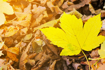 Fallen maple leaf, closeup.
