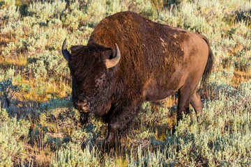 American Bison A.K.A. Buffalo walking in the prairie in Yellowstone National Park, USA