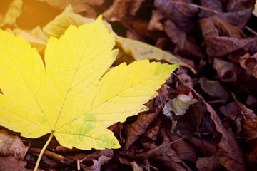 Fallen maple leaf, closeup.
