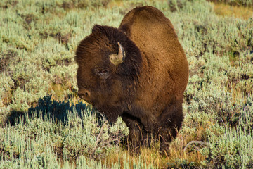 Closeup of an American Bison A.K.A. Buffalo walking across the prairie in Yellowstone National Park