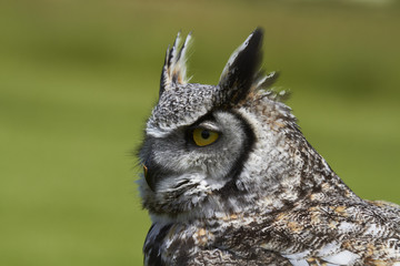 Canadian Great Horned Owl.