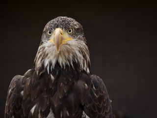 portrait of an eagle