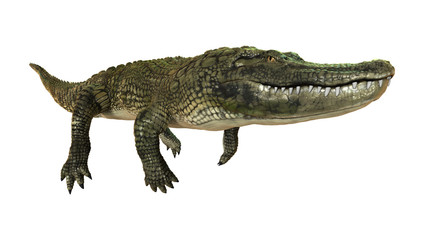 3D Rendering American Alligator on White