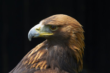 Golden Eagle