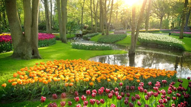 Flower garden.