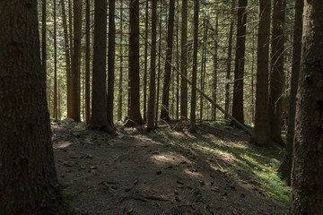 Majestic mountain top overgrown with coniferous forest, valley, glade and path, Rila mountain, Bulgaria 