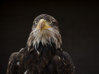 portrait of an eagle