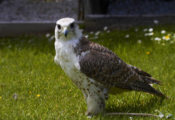 Saker Falcon.