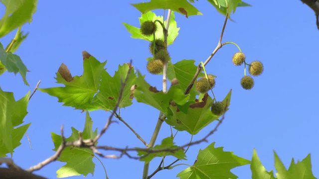 Green leaves of sycamore maple, close-up /  Green leaves of sycamore maple on blue sky background, close-up