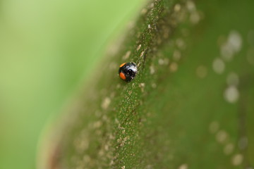 black and orange ladybug on bamboo 