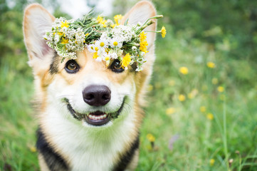 A dog of the breed of Wales Corgi Pembroke on a walk in the summer forest. A dog in a wreath of...