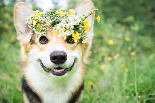 A Dog Of The Breed Of Wales Corgi Pembroke On A Walk In The Summer Forest. A Dog In A Wreath Of Flowers.