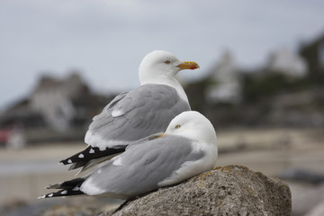 Herring gull